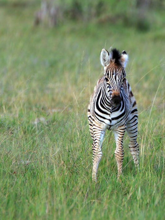 Zebra baby